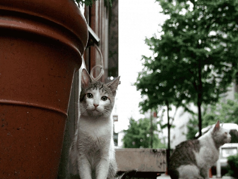 试管雌激素达标，三代试管龙凤胎婴儿费用