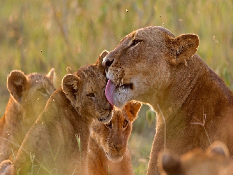 外国3代试管，试管移植很多药